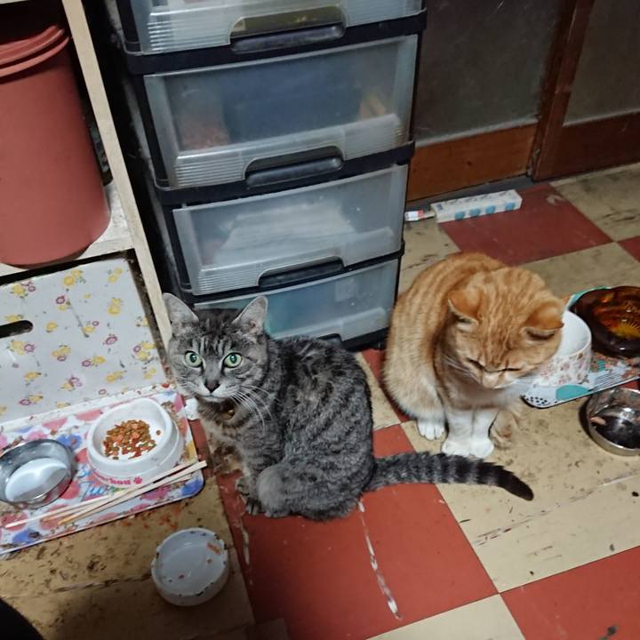 8e82c4c1 5c67 4e62 960c d8e4460d09c4 1585431482421