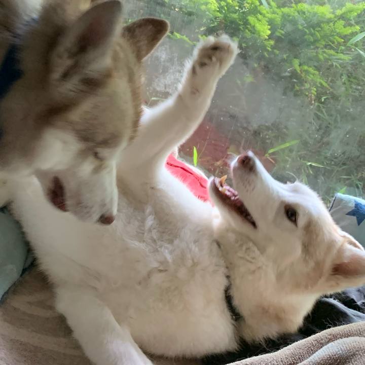 8e838c13 a5a4 45b9 bfaa f637ad09bc67 1590935224674