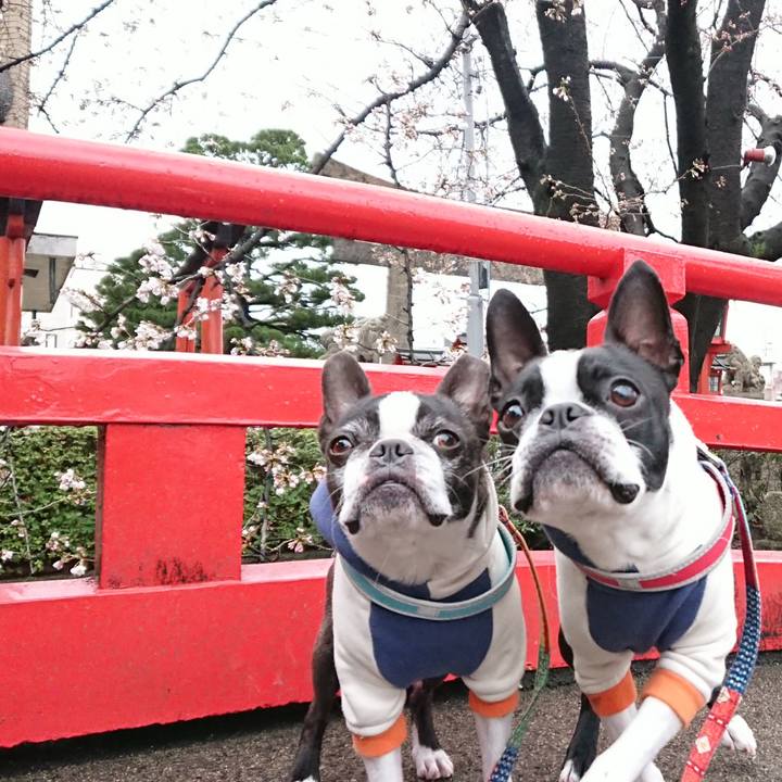 8e848d9b a5b8 45f6 92d9 8bfe99ae20b5 1521694509526