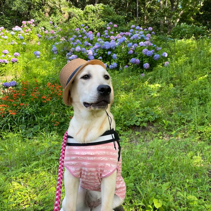 8e85c1c0 729e 4088 9ad0 a7a4c5e57c37 1624095901381