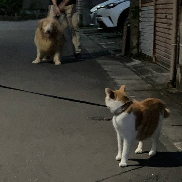 8e86a886 07f7 4a10 a897 23d987dcd098 1596365785084