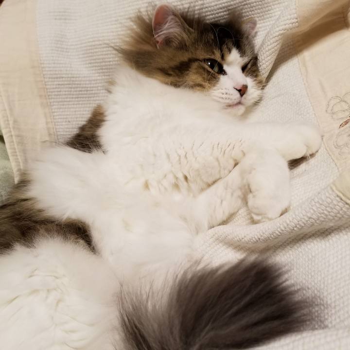 8e88b2fb 1249 43b9 91ac e61d0d5aafa1 1554551033766