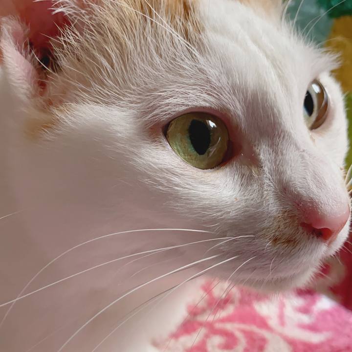 8e8901e4 e190 4459 9c55 04a0bda86fe7 1586830978960