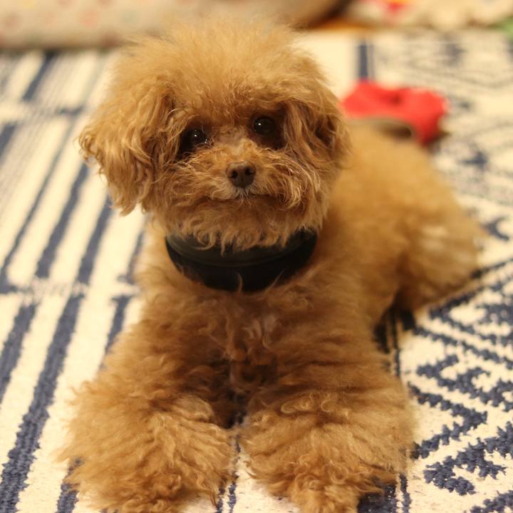 8e8bdf73 f7e3 4bd3 b24f 4b72f224dcdb 1543328476565