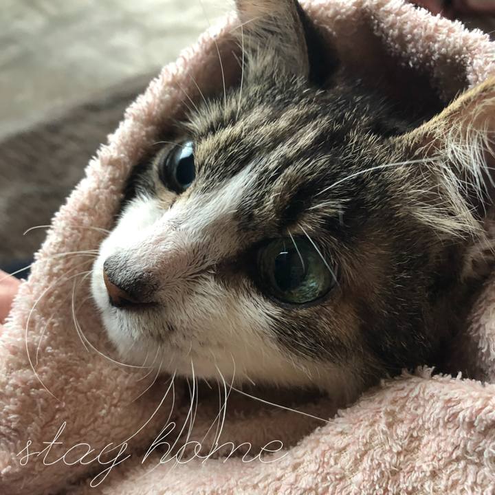 8e8e5cbb 4c2c 4cd2 9c71 98c03cdab791 1588285085584