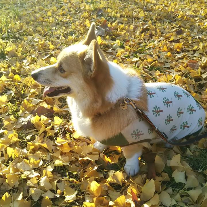 8e907152 7636 4f3c b67f 3763da0ec484 1543131678797