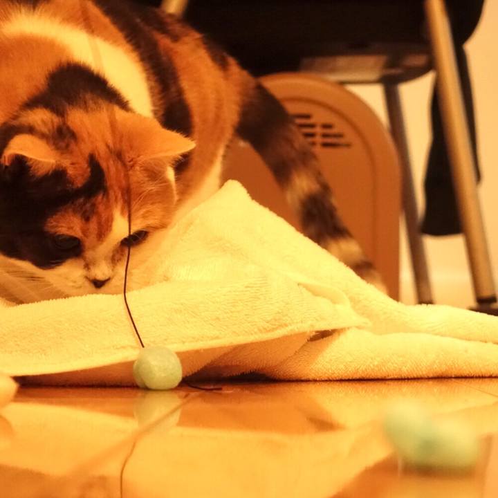 8e925b52 fd81 4c5d 9932 02110affe911 1528548944788