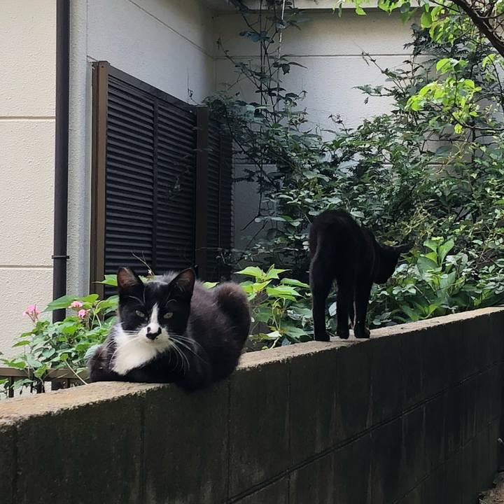 8e92ff79 fdb9 4b1e bf0e daca36918100 1526892089837