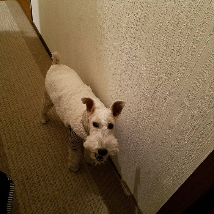 8e977046 f18f 4f90 ab82 fe99dfab9283 1514244484203