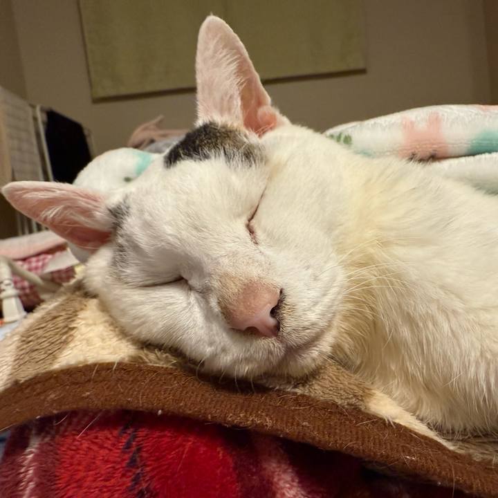 8e983343 b1f1 4ed2 aeff 2014e1ce5ea3 1766494377565