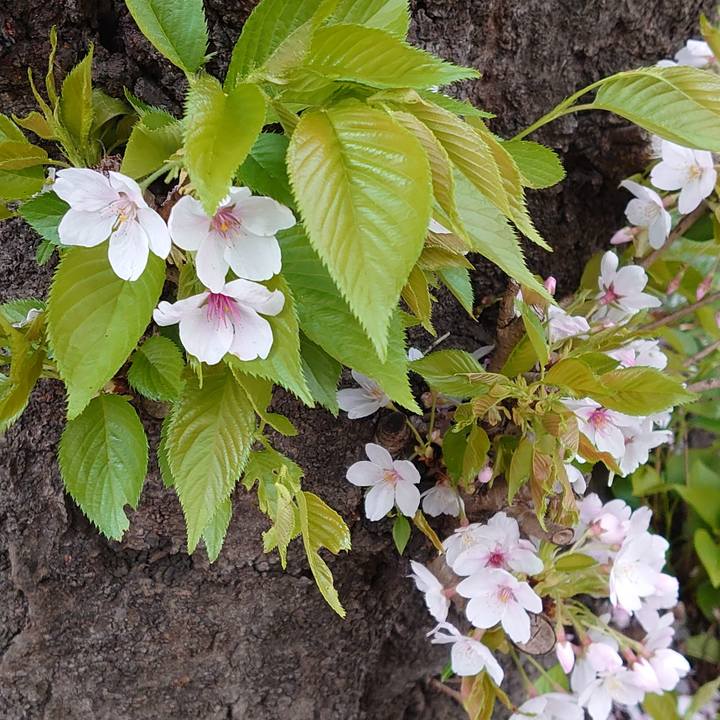 8e99198f c535 4160 9525 8f419d69fbbc 1617236331561