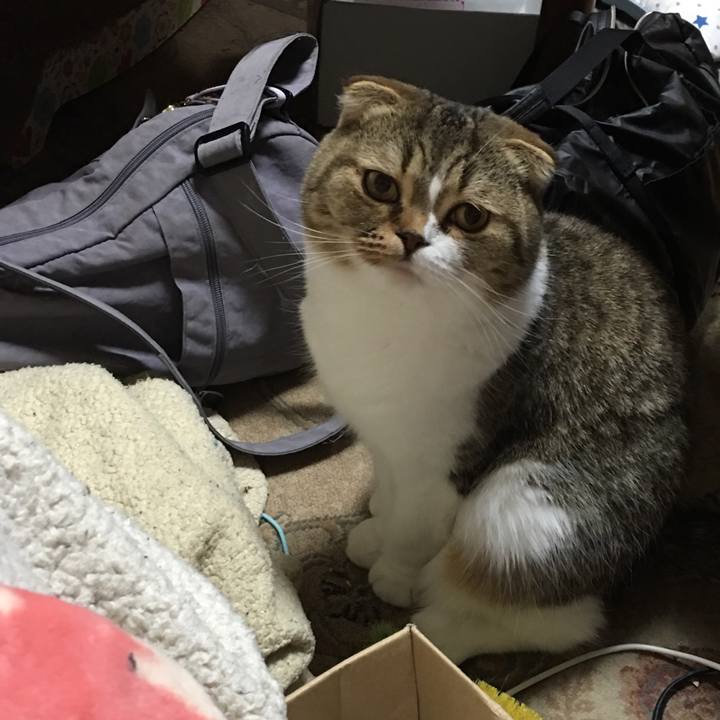 8e9b52f3 1307 48b0 b49d 16ed8d6d197e 1546867149653