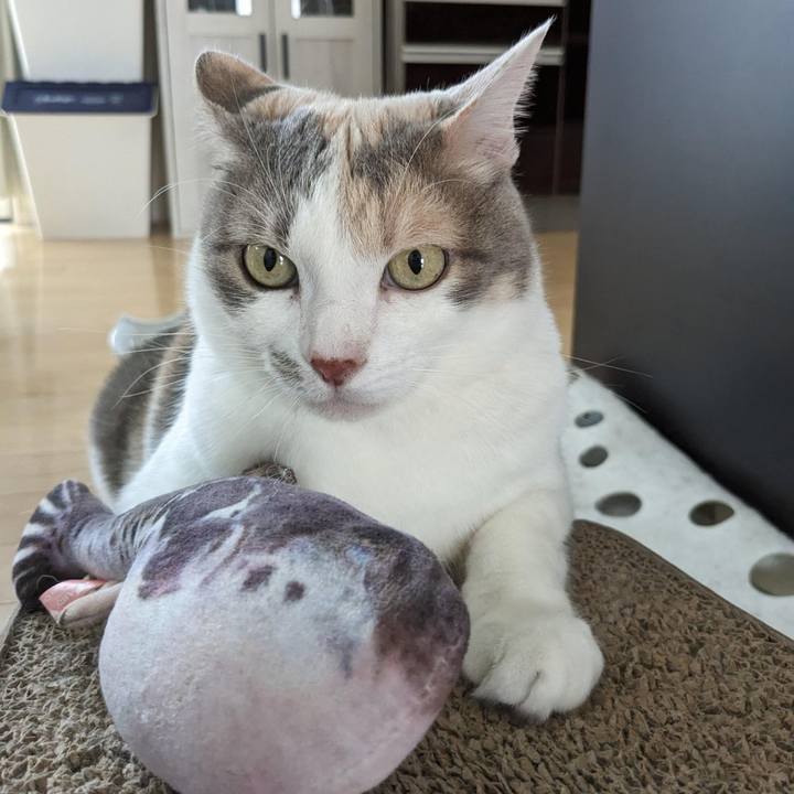 8e9ccb60 cef8 4c87 b0ad 2a0dc7ad4469 1686038434964