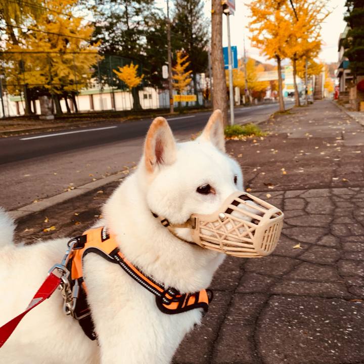 8e9dc21d c4d2 4b4d ae5b 754dc5b85e10 1635285276917