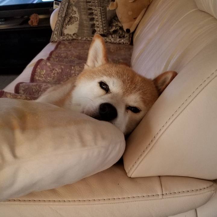 8e9ed23b ffdc 4053 a0d7 6fc26c38ae83 1596322078732