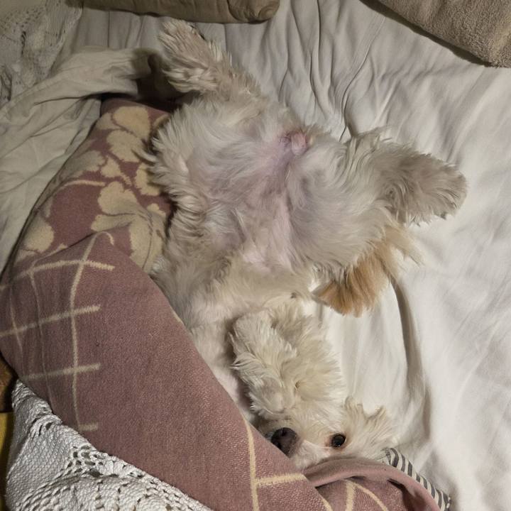 8e9ef528 6fca 4017 b75b a836885c946a 1769944273321