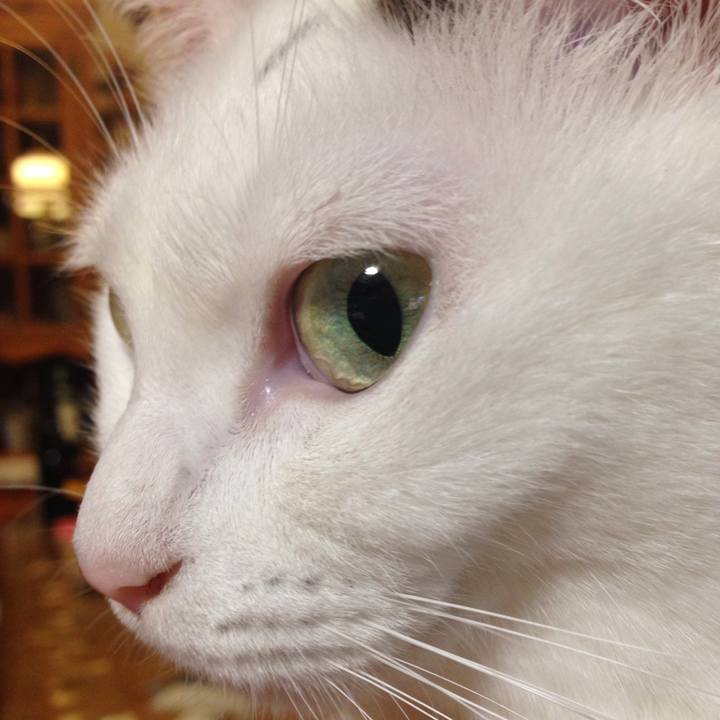 8ea78539 bb61 4de0 ad4d c0cda5ca8ade 1509625073800