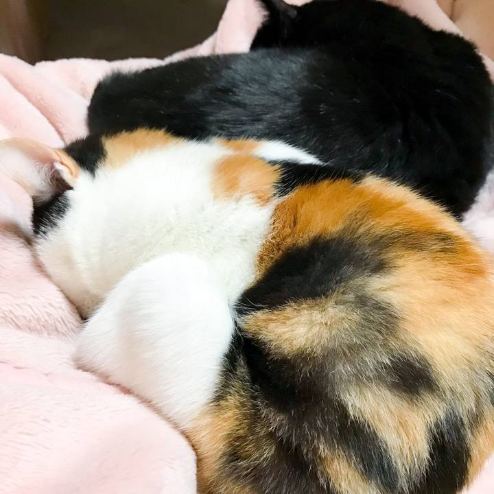 8ead4568 fa61 4e43 88c5 941aca052f50 1513213424990