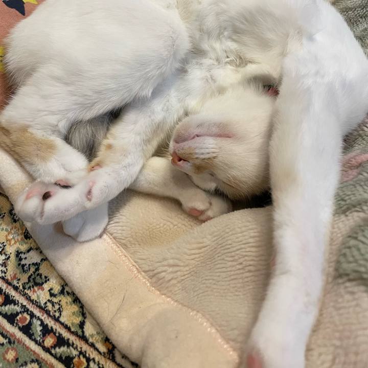 8eaecbc7 85a5 48ca 8554 8f8c731c2f9c 1703062195474