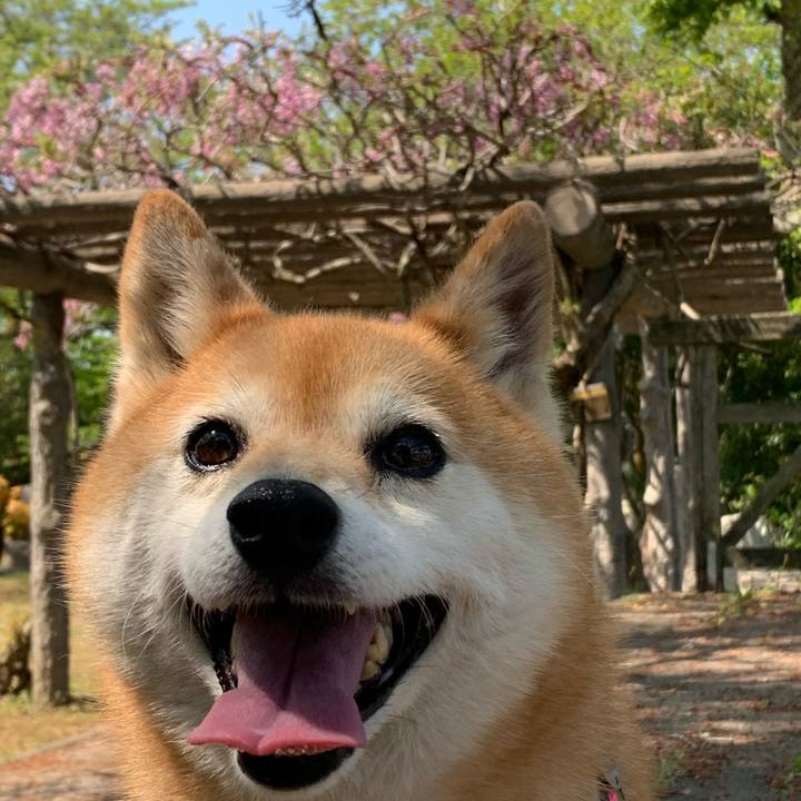 8eaef099 725b 4112 8183 6a8373f4c9b7 1588149968642