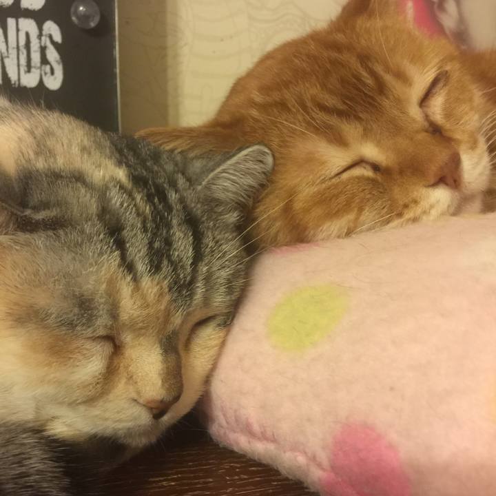 8eaf7b98 e1f7 4d01 85de bc4817ebb6fa 1550398884863