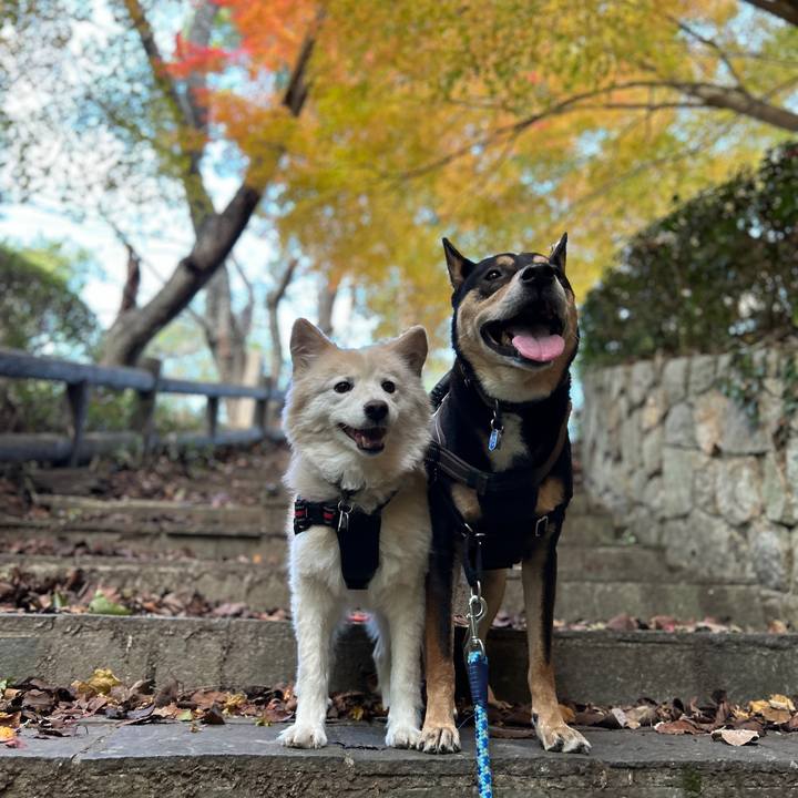 8eafe3e8 a472 4536 b210 b2bda28745de 1733059448520