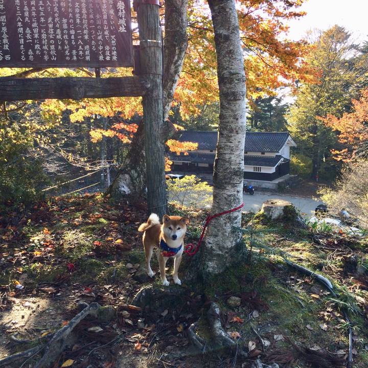 8eb5879e 77e8 4bea ad0f a93c875cd724 1510314033583