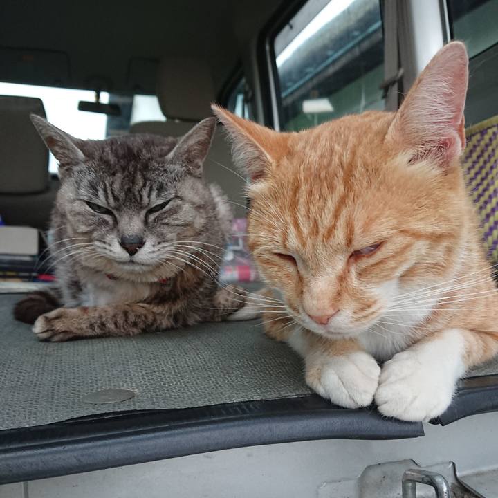 8eb6fa55 2e39 4854 a290 6e269adb4680 1593509433969