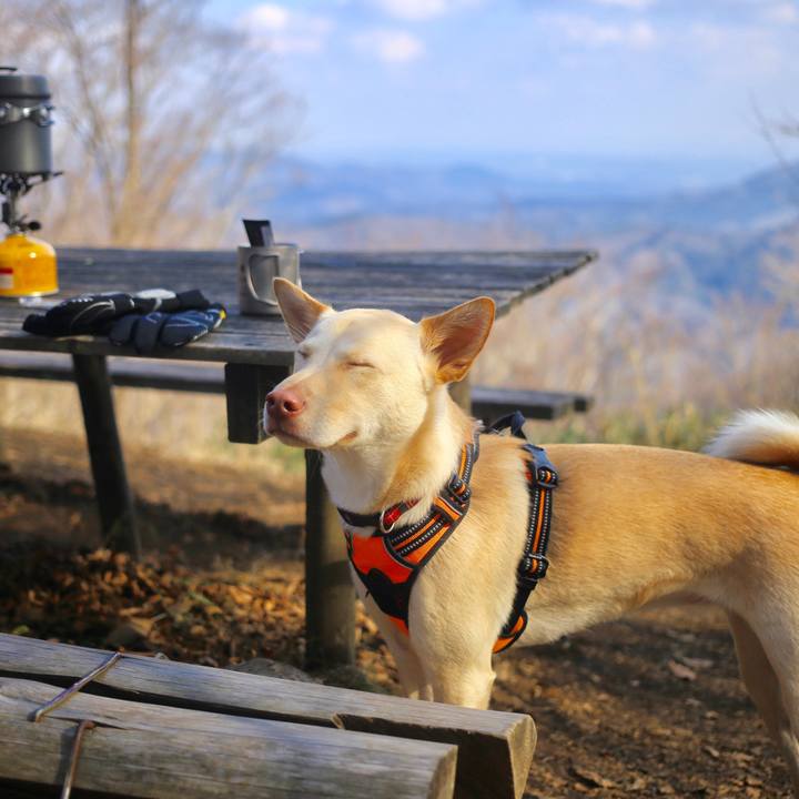 8eb71d93 6f05 4446 9280 ae33a00cb2f5 1516537194507