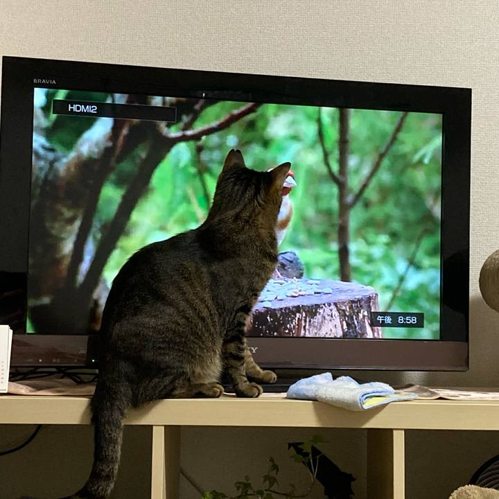 8ebb4a9e 1633 4989 9617 f6dacd8ef513 1590321549400