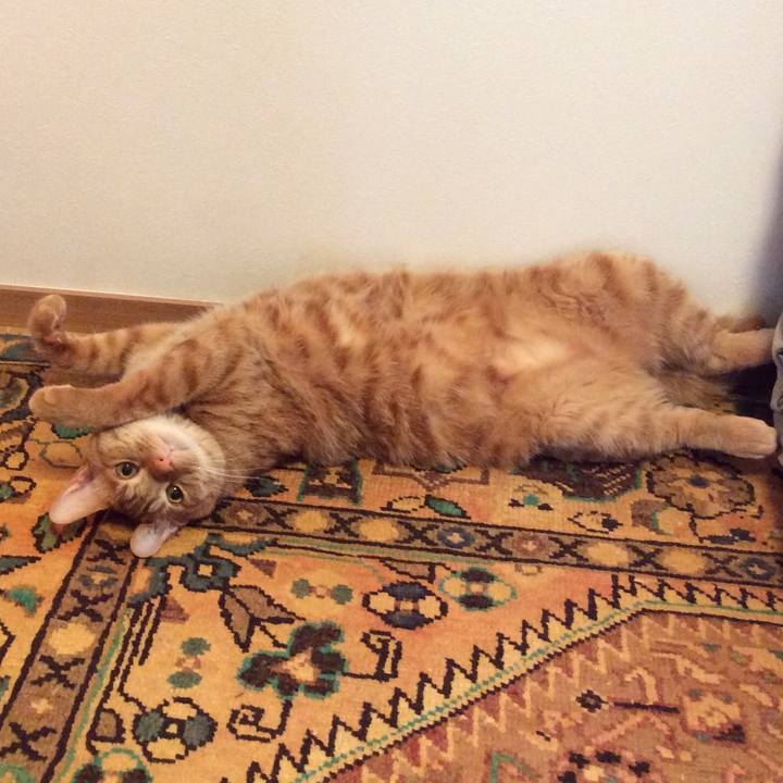 8ebfd30c e579 4f4e 8d0a 20d35ca71975 1517665185487