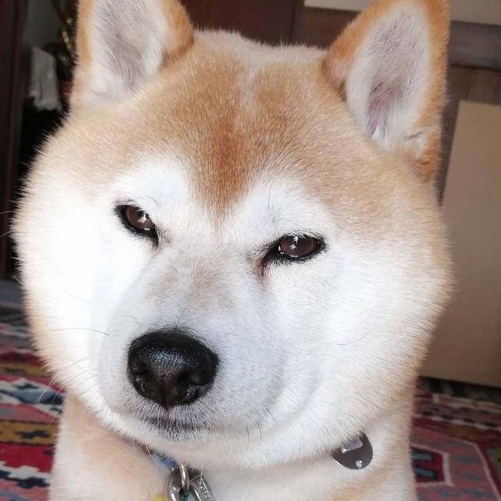 8ec443ce fb95 4cf2 af51 216a9d0fc42d 1588146424405