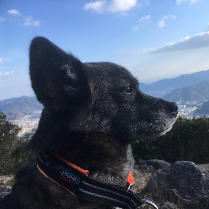 8ec89323 37c1 4a66 ab37 464a4dcdc59c 1547528667072