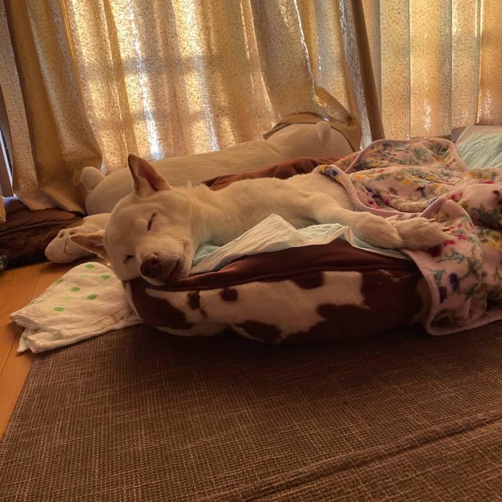 8ece10ce ba61 415c 94cb 1b6f6030c0f2 1667534050465