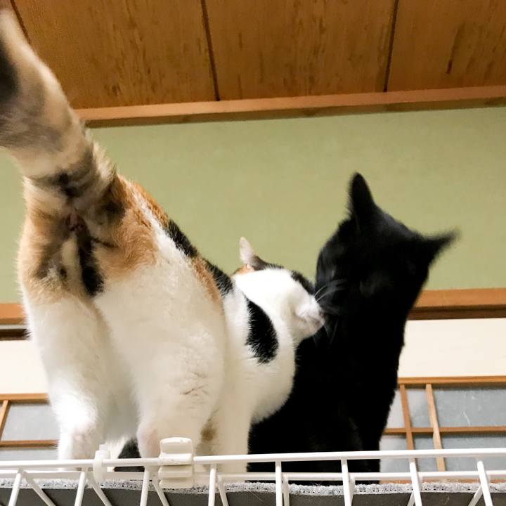 8ed0096f 224b 4e29 bbd1 9ea3b766cd8d 1521122998187