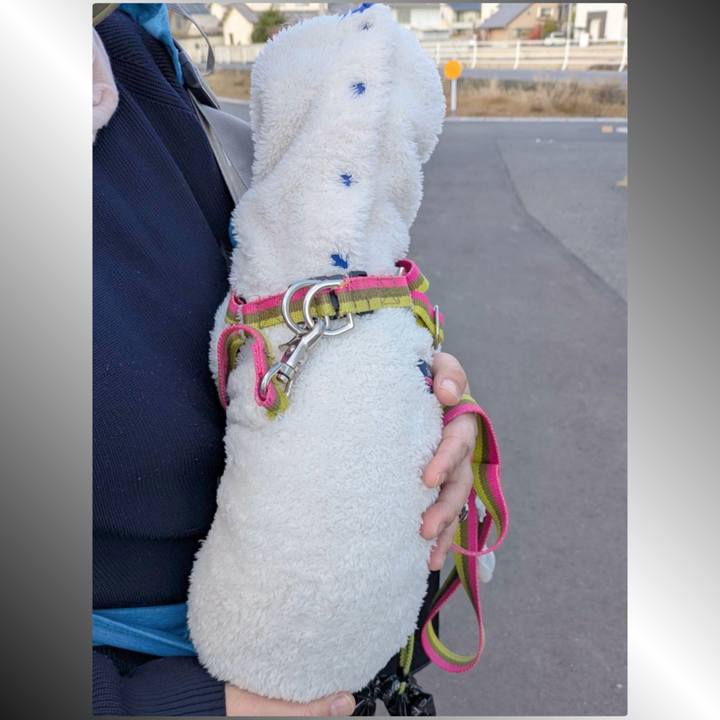 8ed02193 31d2 4244 a2ea fbd52d89e738 1765272354568