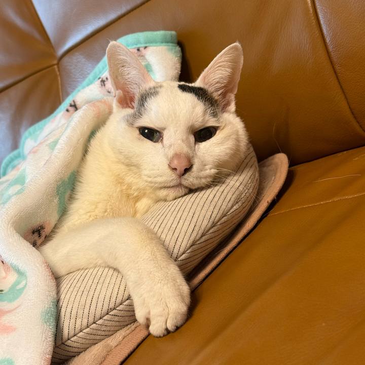 8ed14f5f 1d8d 412b a25f 7adc67866e0e 1771729324297