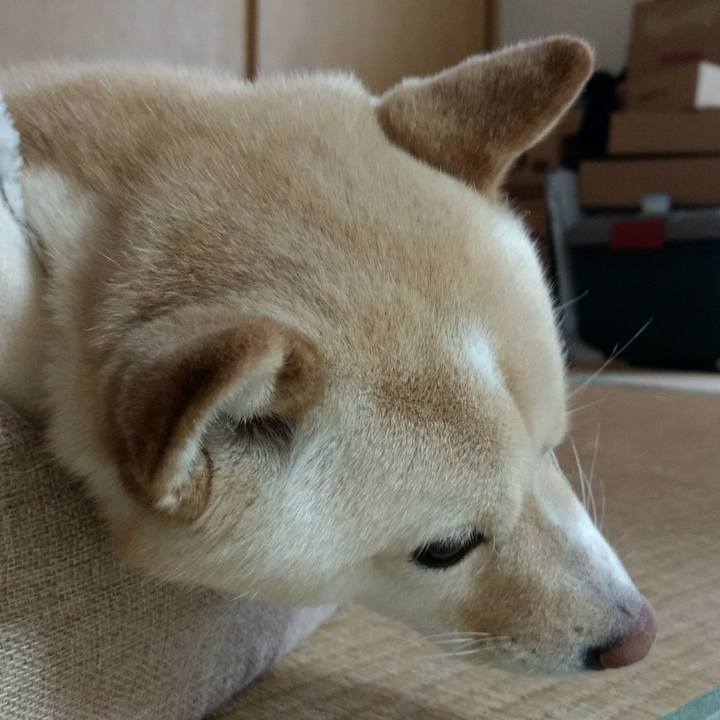 8ed9f4cd 5017 429c ba20 b1049bcde04f 1585370368835