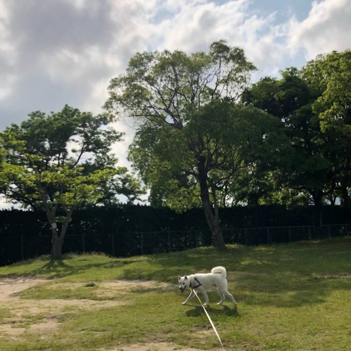 8edb9963 07ee 4a34 813a 67d666bc14f2 1591494068555