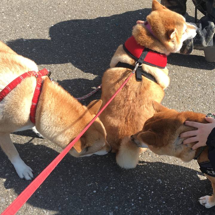 8ee3ac9d d6b6 419e 9f69 8f0945f866dd 1616550169726