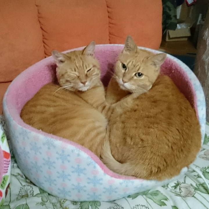 8ee79c75 5bd0 4632 8b57 8cb893bb618b 1542594402633