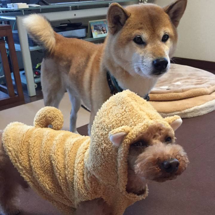 8ee79e3b ad05 489e b2e2 94834b2f2501 1512367288668