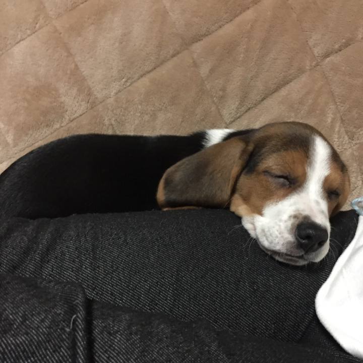 8eebc850 095d 4542 8f1a 801b878c88c4 1513691022072