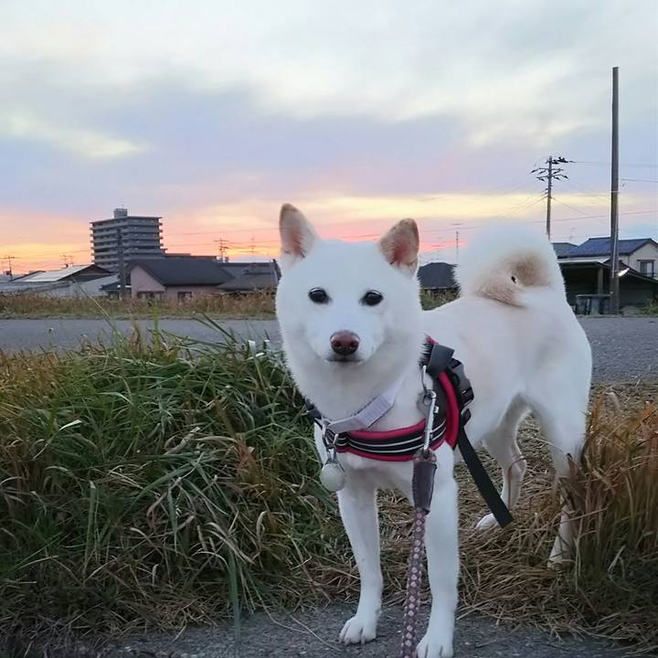 8ef2f81a cfd8 4e6e bf5f 5403f4cc7c7b 1543048709788