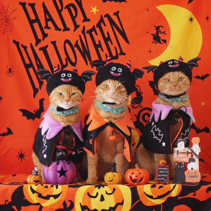 8ef890d7 94f0 421e adc3 9d2e1a4794e9 1761796539251