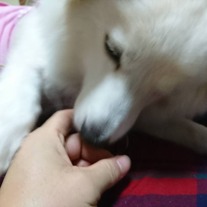 8efa97a7 5a51 4414 bca6 440cddcbd31c 1512680344150