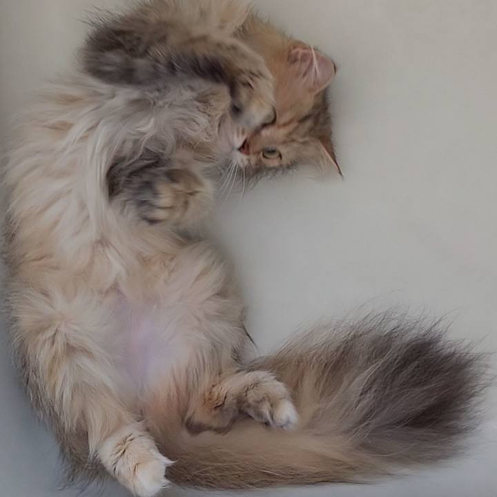 8efe3ffd abc2 4bf0 9208 22f3ab1b62fa 1626489117867