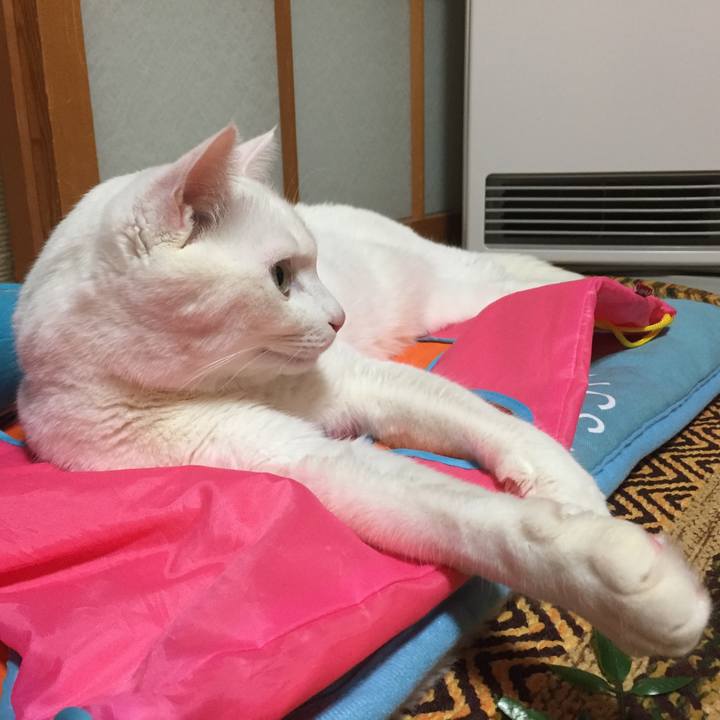 8effa5b6 03e2 48bf ab34 8b88fa077542 1517587045257