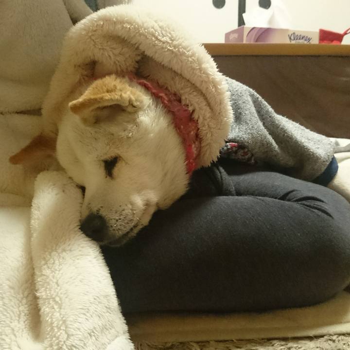 8f017965 aa83 40e9 9cb5 42f57a863443 1516114130554