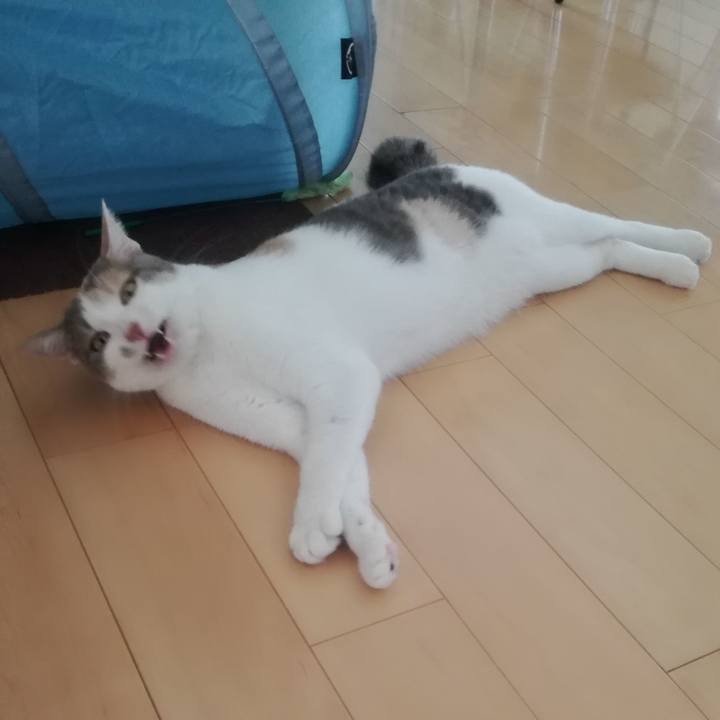 8f0184a7 5761 4341 96b1 100c53f0c1ec 1534322887893